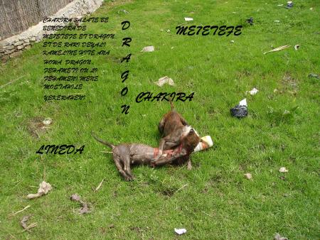 ca c est mon chien chakira