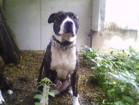 ca c est mon chien jako