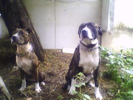 ca c est mon chiens jako et chakira